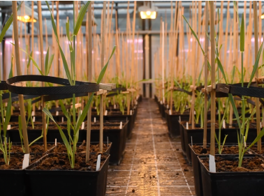 Fitomejoramiento de semillas de trigo y cebada: Mejora agronómica y nutricional para la seguridad alimentaria sostenible