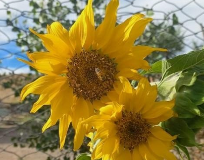 Rayen-Antü: Girasoles y sus derivados
